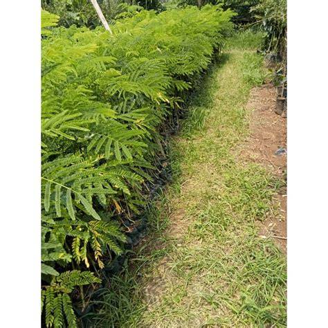 Harga Bibit Sengon - TAMANTROPIS - raincitystudios.com