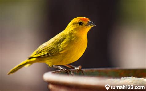 Harga Burung Kenari 2026 - balustradellc