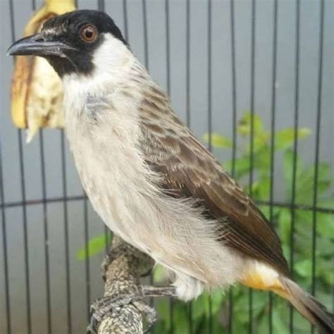 Harga Burung Kutilang - balustradellc