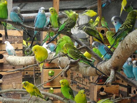 Harga Burung Parkit - balustradellc