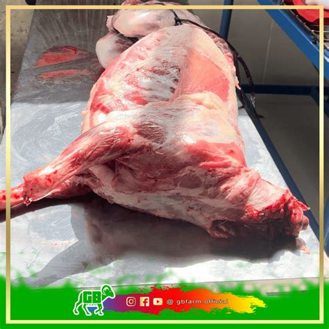 Harga Daging Domba Berdasarkan Jenis Update Terbaru - balustradellc