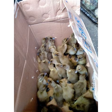 Harga Dod Bebek Petelur Per Box - balustradellc