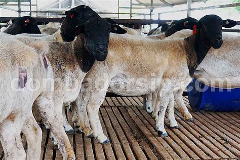Harga Domba Dorper (Jantan, Betina, Fullblood) - balustradellc