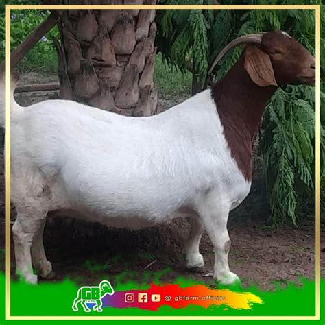 Harga Kambing Boer Berkualitas - balustradellc