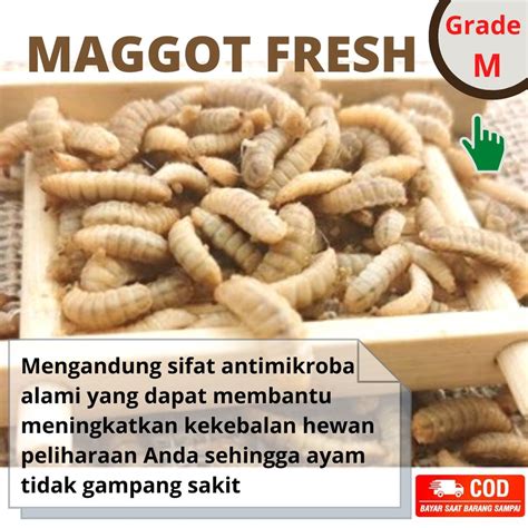 Harga Maggot - muktibox.com