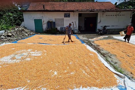 Harga pakan tercatat turun, Edisi 4126 - Sinar Tani - balustradellc