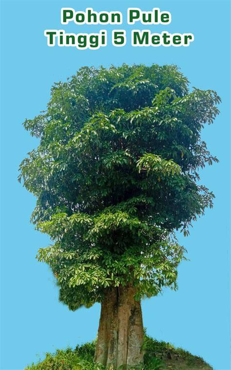 Harga Pohon Pule 5 Meter - Tani Sejahtera - raincitystudios.com