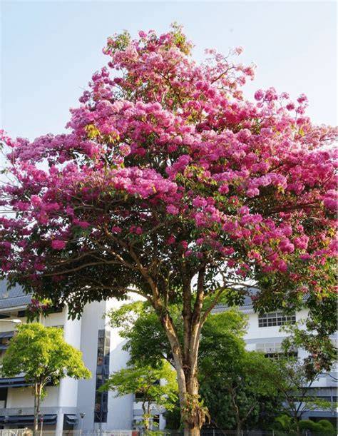 Harga Pohon Tabebuya Tinggi 4 Meter - Tani Sejahtera - raincitystudios.com