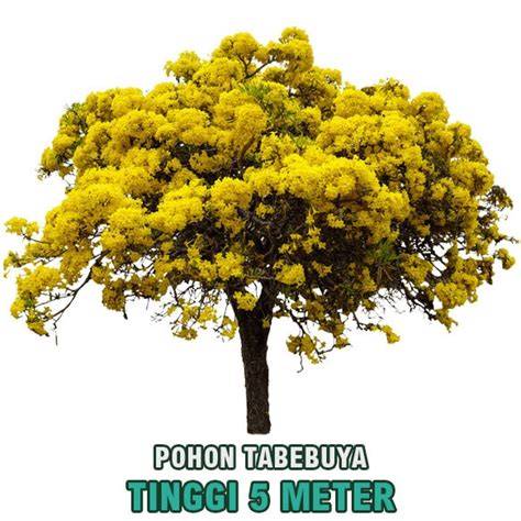 Harga Pohon Tabebuya Tinggi 5 Meter - Tani Sejahtera - raincitystudios.com