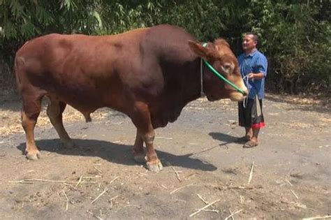 Harga Sapi Limosin 1 Ton - balustradellc