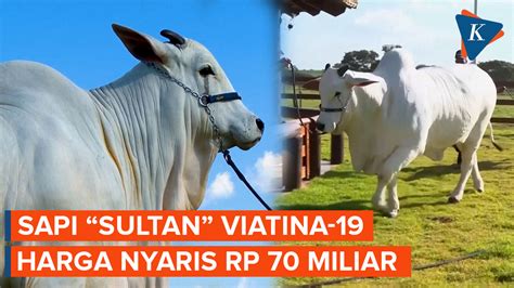 Harga Sapi Viatina - muktibox.com