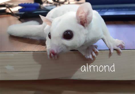 Harga Sugar Glider Leucistic - raincitystudios.com