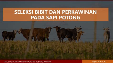Hari ini kita lagi hunting sapi potong terbaik di Feedlot Agri ... - balustradellc