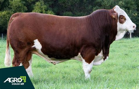 HARI PERTAMA! 3 TRUK SAPI JUMBO SIMENTAL LIMOSIN SPEK … - balustradellc