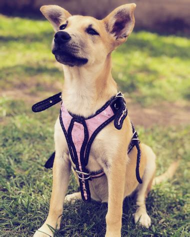 HARNESSES AND PET TECHNOLOGY Harness Hub