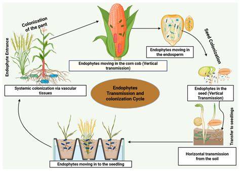 Harnessing Endophytic Bacteria as Nature’s Engineers ... - Springer - raincitystudios.com