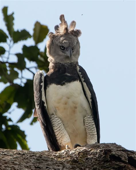 Harpy Eagle - The Peregrine Fund - muktibox.com