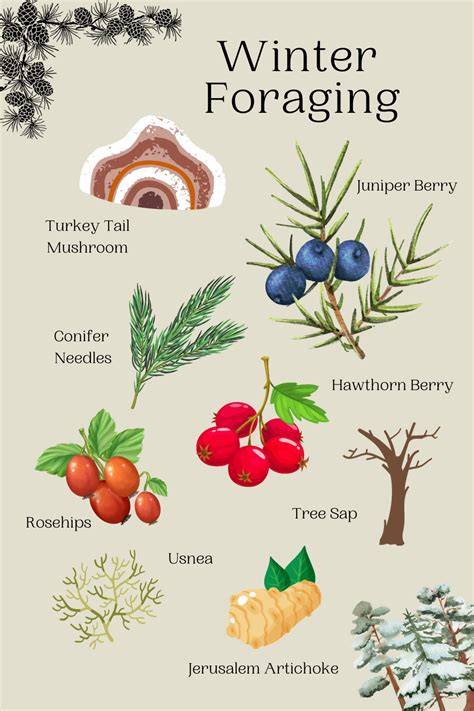 Harvest high-protein winter forage with these 4 tips - raincitystudios.com