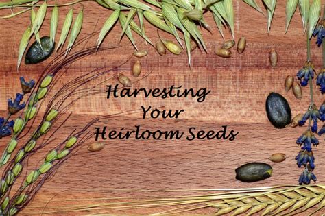 Harvesting, Processing, and Storing Heirloom Seeds - raincitystudios.com