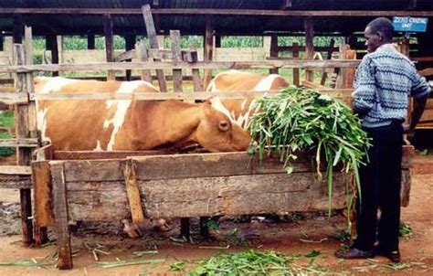 Harvesting, using and preserving napier grass for dairy … - balustradellc