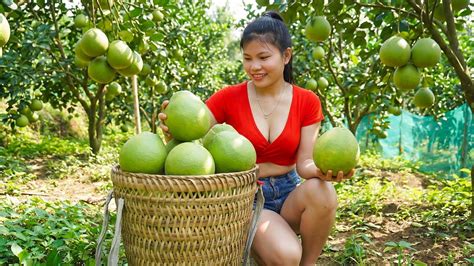 Harvesting 1000+ Giant Pomelos in the Countryside - raincitystudios.com