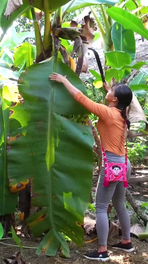 Harvesting 1000+ Sweetest Thai Jackfruit from Farm, Goes to - raincitystudios.com