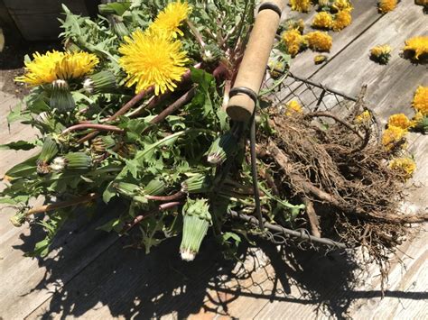 Harvesting and Preserving Dandelions - Happy on the … - raincitystudios.com