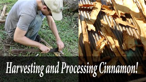 Harvesting Cinnamon and Processing it at Home - The Survival Gardener - raincitystudios.com