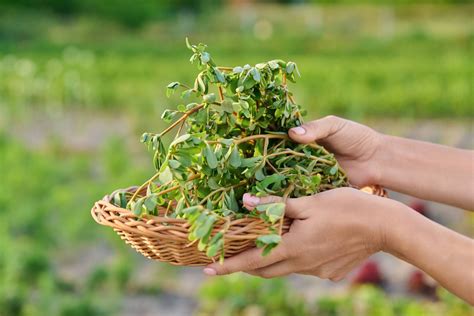 Harvesting Edible Purslane for Current and Future Use - raincitystudios.com