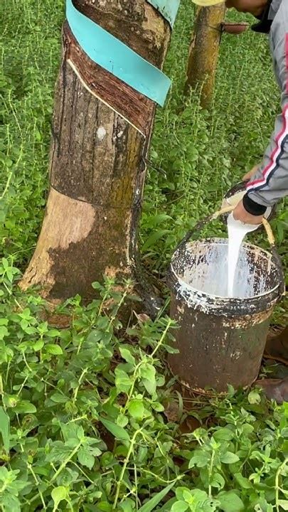 Harvesting Fresh Rubber Latex at Night Using a Traditional ... - balustradellc
