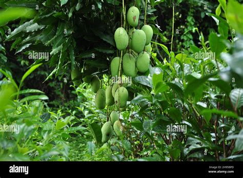 Harvesting Giant Golden Mango Clusters | Fresh From Orchard to ... - raincitystudios.com