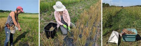 Harvesting Native Seed - Tallgrass Prairie Center - raincitystudios.com