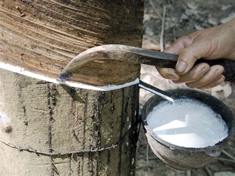 Harvesting natural latex - GIF - balustradellc