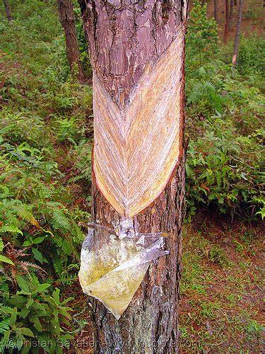 Harvesting of Pine Resin Using Three Tapping Techniques - raincitystudios.com