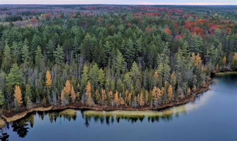 Harvesting on state forest lands - Minnesota DNR - raincitystudios.com