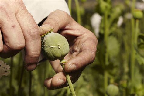 Harvesting poppy latex: any good guides or some tips … - balustradellc