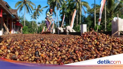 Hasil Berkebun Kopi Robusta yang Melimpah - balustradellc