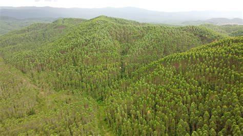 Hasil hutan nonkayu - Wikipedia bahasa Indonesia, … - raincitystudios.com