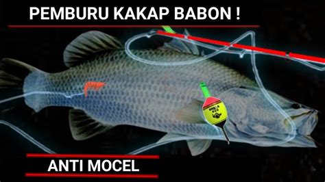 Hasil Mancing Kakap Malam Hari - balustradellc