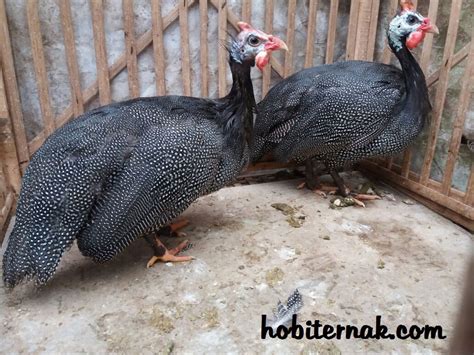 Hasil Olahan Daging Ayam Mutiara Yang Bisa Dicoba - balustradellc