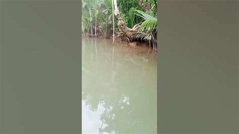 Hasil stock cacing sutra buru tadi pagi.. Lumayan buat stock … - balustradellc