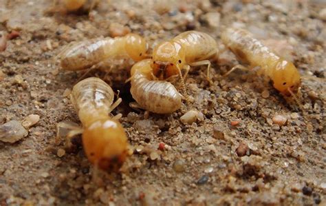 HASKELL TERMITE & PEST CONTROL - 23 Reviews