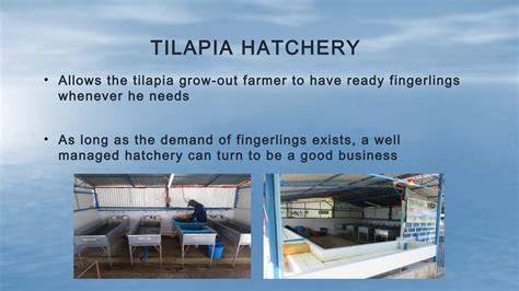 Hatchery management and tilapia fingerling production - raincitystudios.com