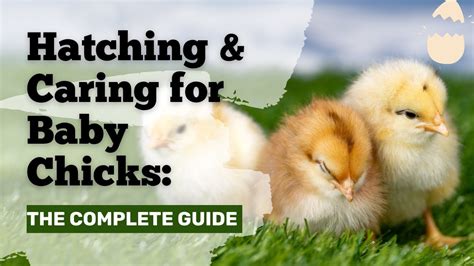 Hatching Happiness: A Beginner's Guide To Raising Baby Chicks - balustradellc