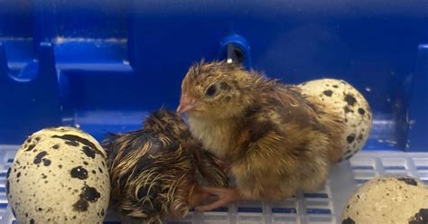 Hatching Quail Eggs: A Step-by-Step Guide to Success - balustradellc