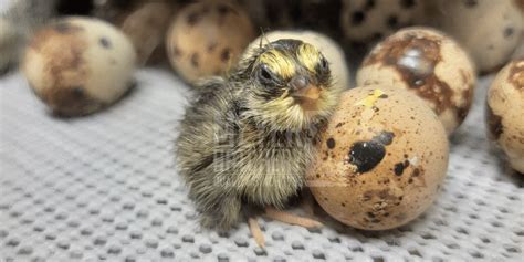 Hatching Quail Eggs and Brooding Quail Chicks - balustradellc