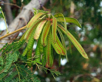 Hawaiian Leucaena Explained: Key Information - balustradellc