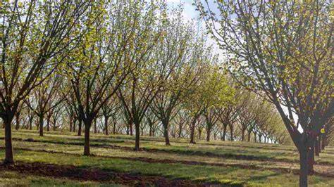 Hazelnut Orchard Pruning for Consistent and Reliable Yield - raincitystudios.com
