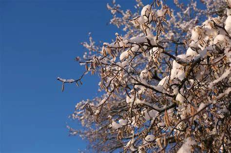 Hazelnut Orchard Pruning for Consistent Yield - raincitystudios.com