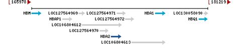 HBA2 hemoglobin subunit alpha 2 [ Homo sapiens …